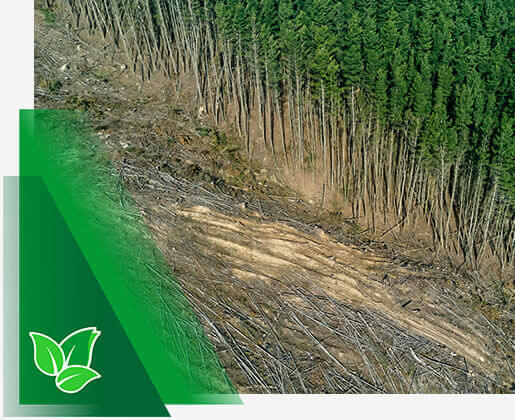 raiutud metsamaa ost